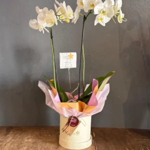 ORQUIDEA001