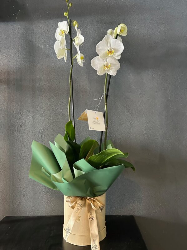ORQUIDEA001