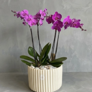 orquidea002